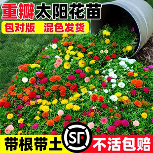 太阳花苗重瓣大花老桩盆栽室内阳台花卉新手易种活四季开花带花苞