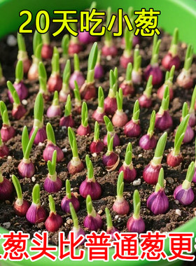 正宗红葱头种子香菜阳台盆栽种子籽孑四季种植好养冬季紫根韭菜苗
