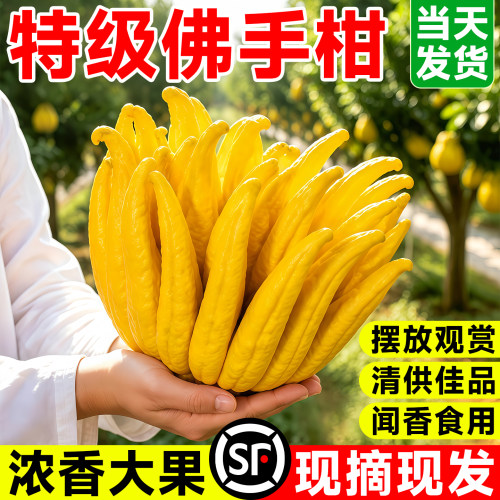 佛手柑鲜果水培植物闻香观