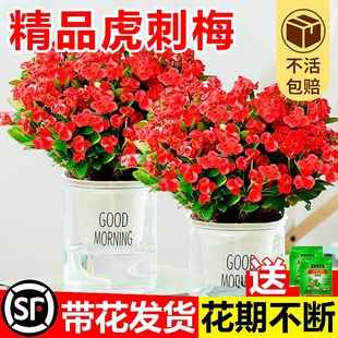 大叶铁海棠盆栽花卉室内盆景绿植四季开花大花虎刺梅阳台花卉植物