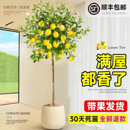香水柠檬树盆栽绿植大型室