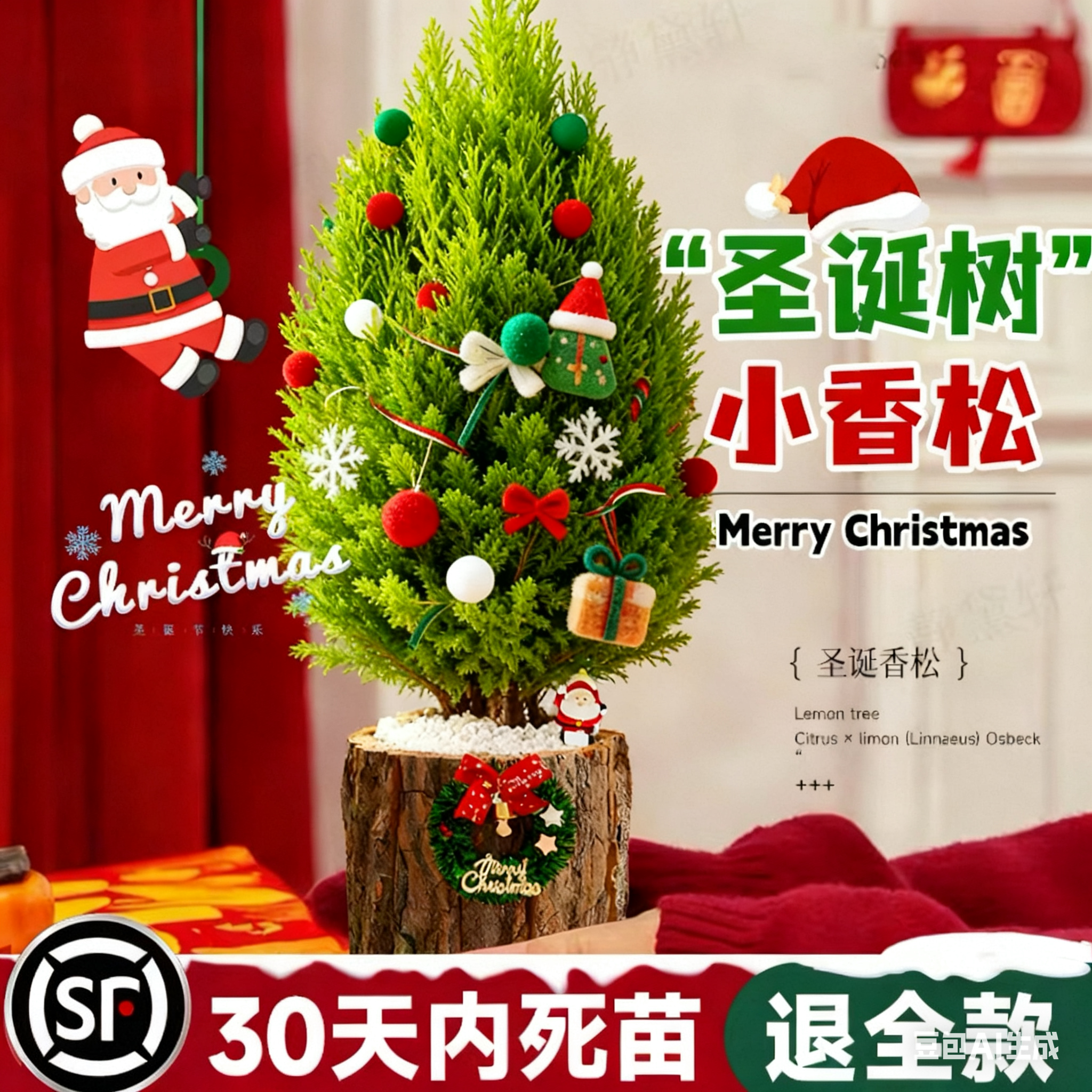 【圣诞节礼物】小香松盆栽儿童