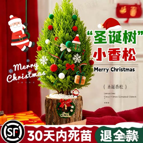 【圣诞节礼物】小香松盆栽儿童