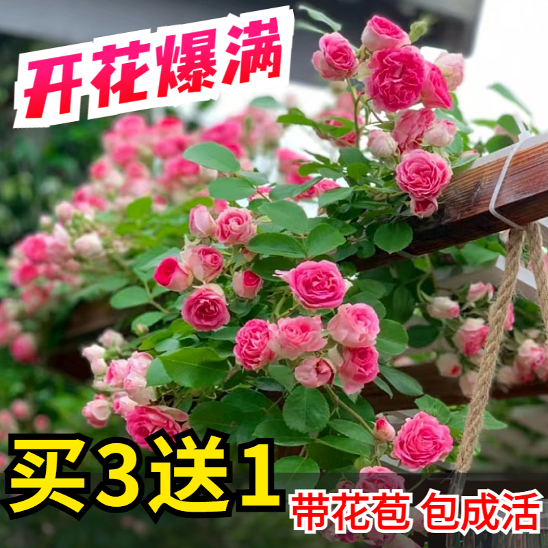 藤本月季大花浓香四季开花蔷薇花苗爬藤攀援植物庭院阳台玫瑰盆栽 鲜花速递/花卉仿真/绿植园艺 时令草本花卉 原图主图