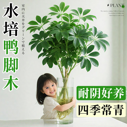 水培鸭脚木老桩八方来财树苗客厅盆栽绿植物办公室内桌面水养花卉