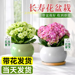 长寿花盆栽带花苞重瓣大花花苗室内办公室桌面花卉绿植物四季好养