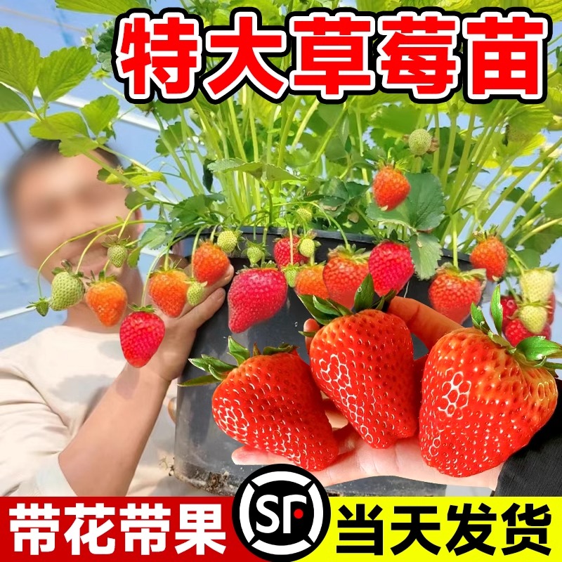 草莓盆栽带果可食用丹东99奶油草莓苗特大号庭院阳台种植四季结果