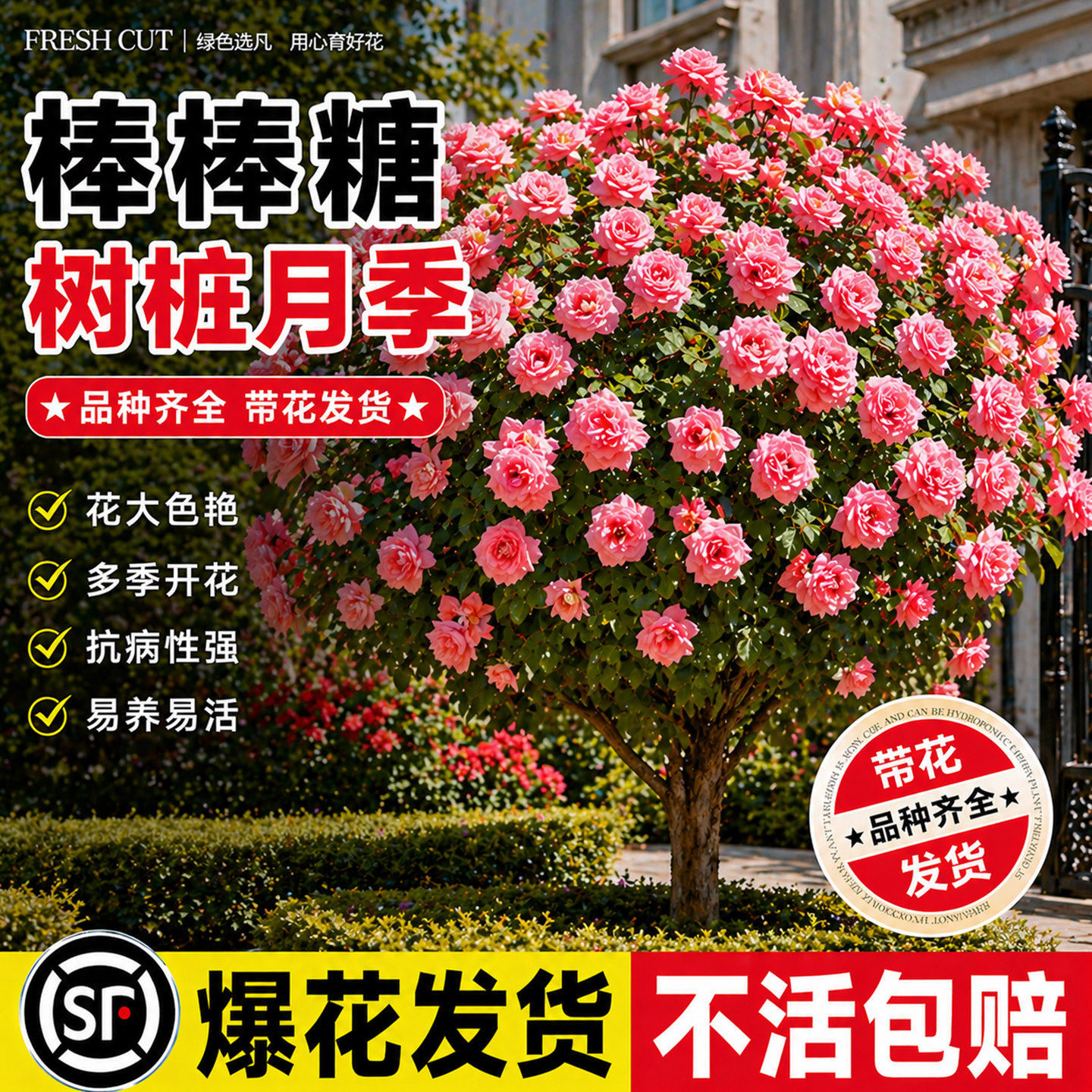 棒棒糖树桩月季花苗盆栽花卉特大花朵四季植物庭院老桩玫瑰花树苗