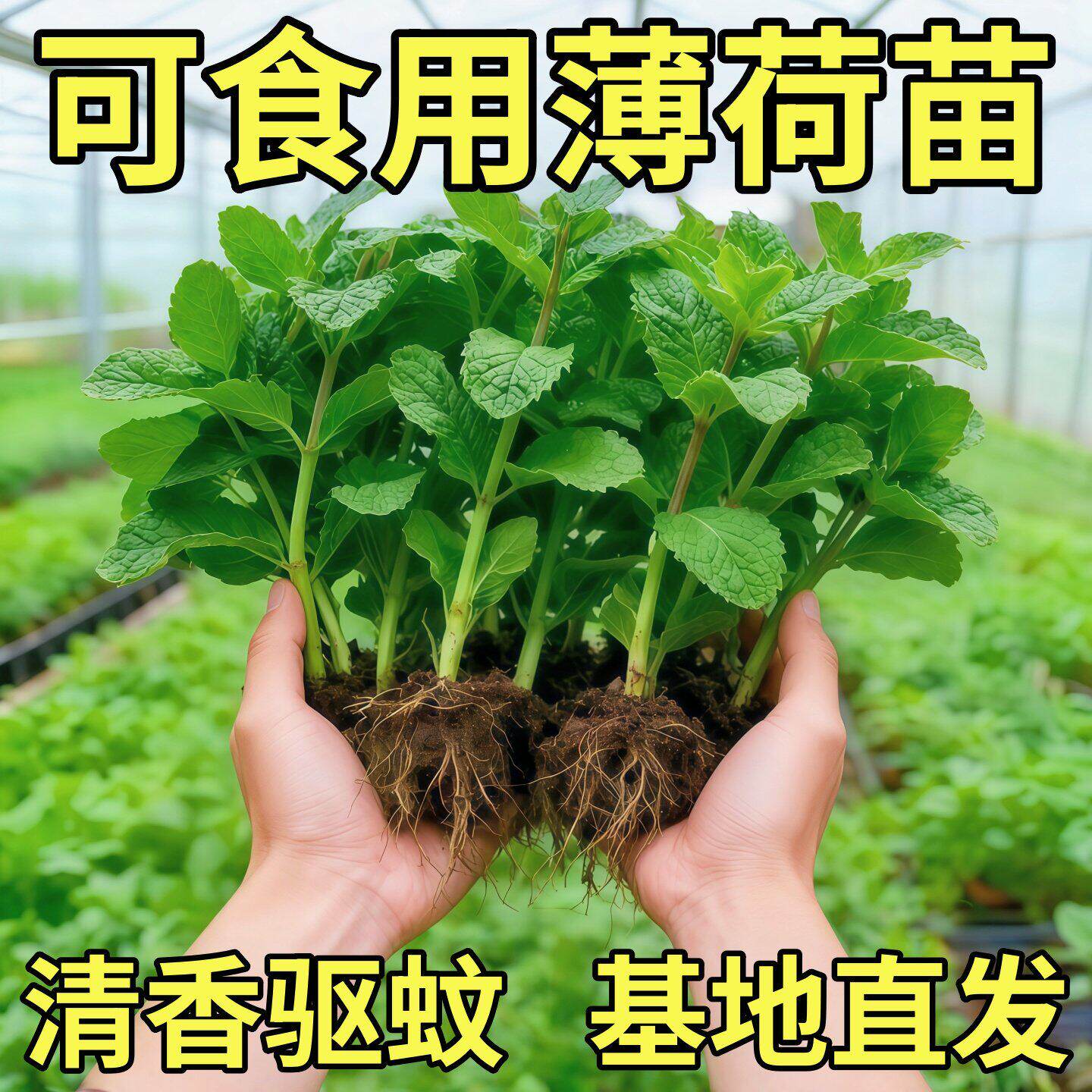 薄荷苗大叶薄荷草耐热耐寒室内绿植阳台种植新鲜薄荷叶苗驱蚊盆栽