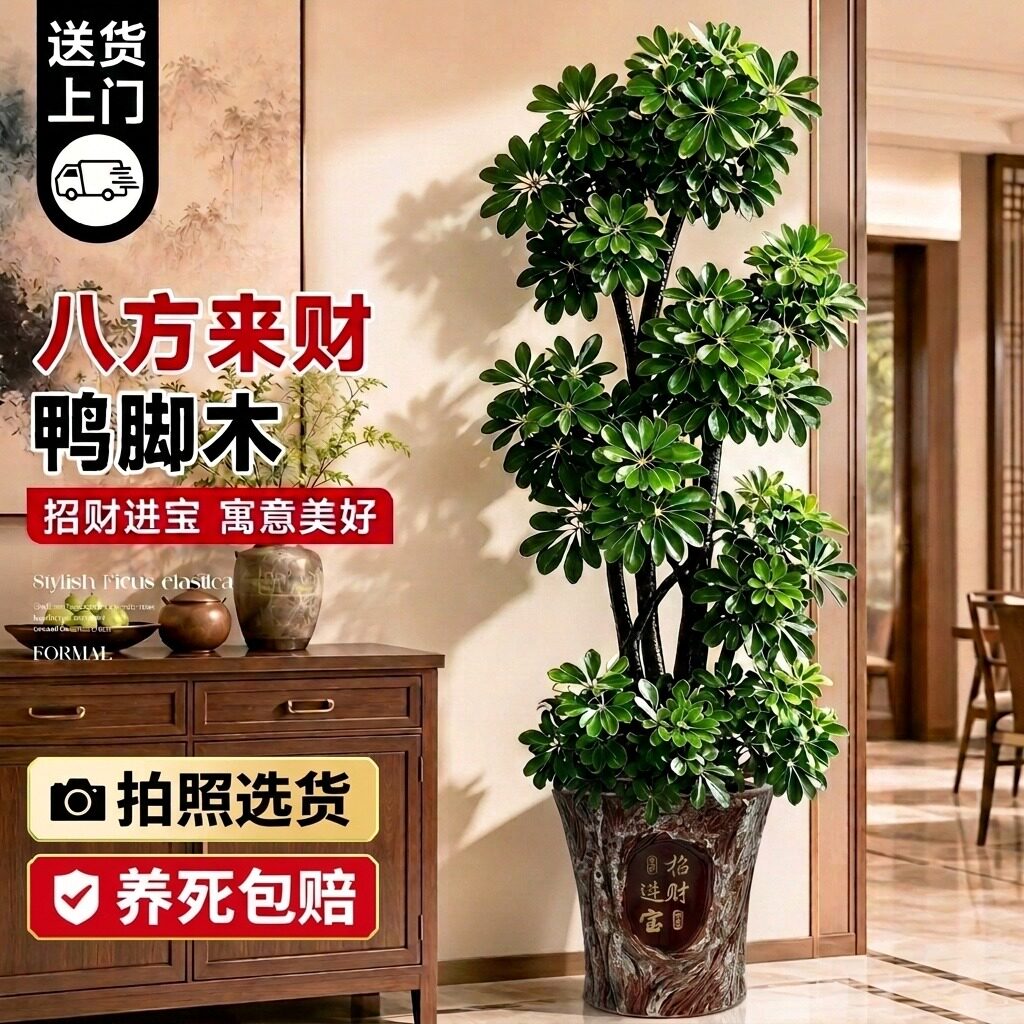 【全网热销10W+】客厅旺宅鸭脚木