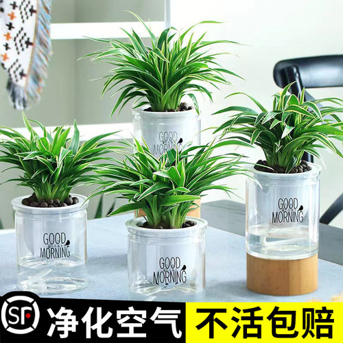 金边吊兰盆栽室内植物花卉新