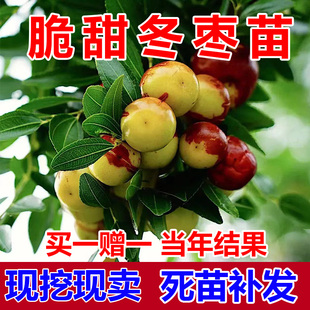 枣树活苗特大冬枣嫁接特大北方南方种植庭院葫芦枣树果树果苗盆栽