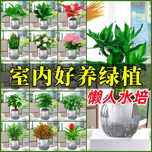 【养死包赔】绿箩桌面植物发财树