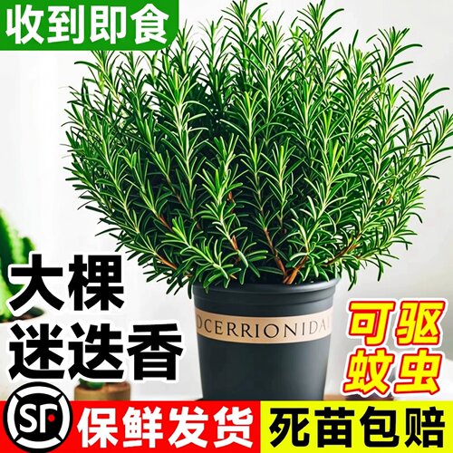【迷迭香TOP】可食用绿植