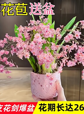 文心兰带花苞盆栽浓香型梦香兰水培植物高端花卉四季耐寒阳台好养