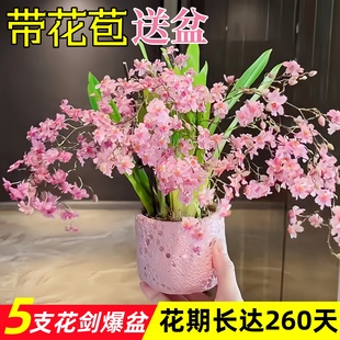 文心兰带花苞盆栽浓香型梦香兰水培植物高端花卉四季耐寒阳台好养