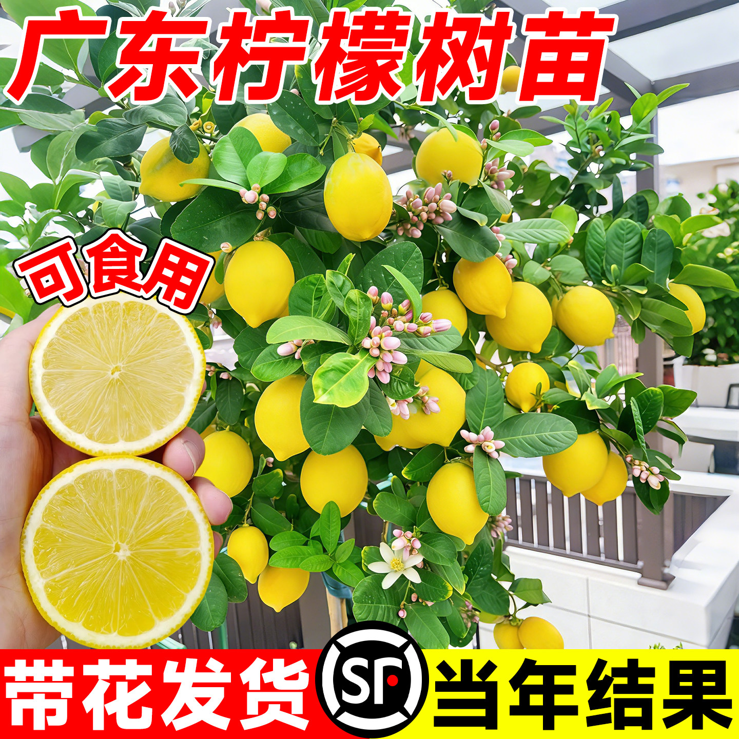 可食用香水柠檬树苗盆栽手指安岳尤力克柠檬树果苗绿植阳台好养活