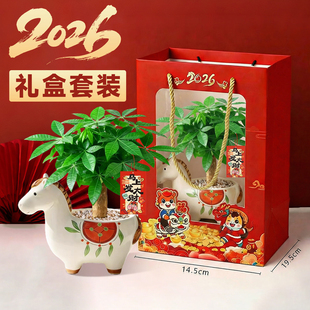 马上发财小马新款发财树小盆栽摆件办公室内桌面绿植物马年伴手礼