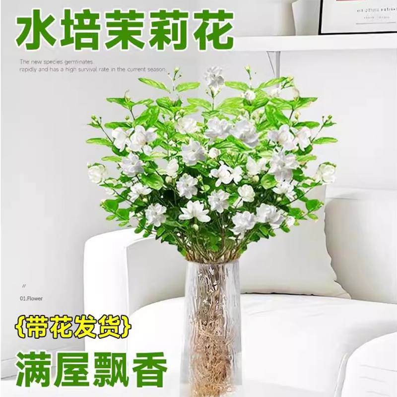 【桌面热销绿植】茉莉花水培植物