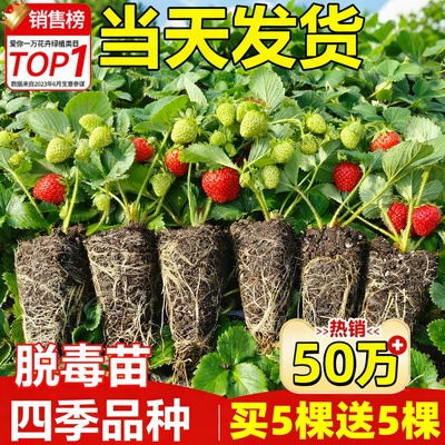 【买5棵送5棵】草莓苗秧四季结果