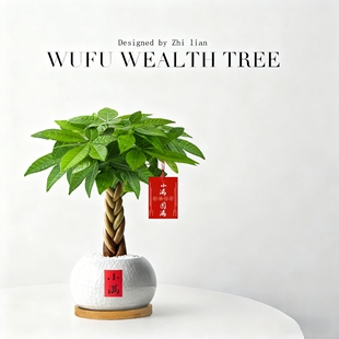 发财树小盆栽四季好养植物卧室工位办公室内桌面茶室禅意绿植盆景
