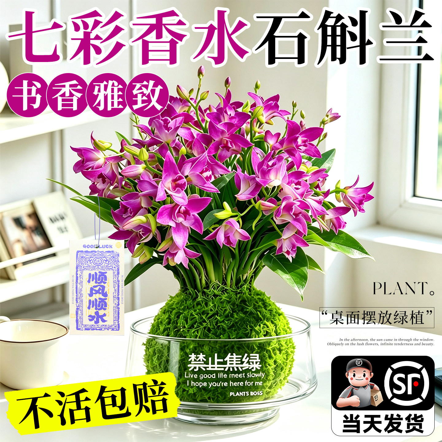 【全网热销10W+】七彩香水石斛兰