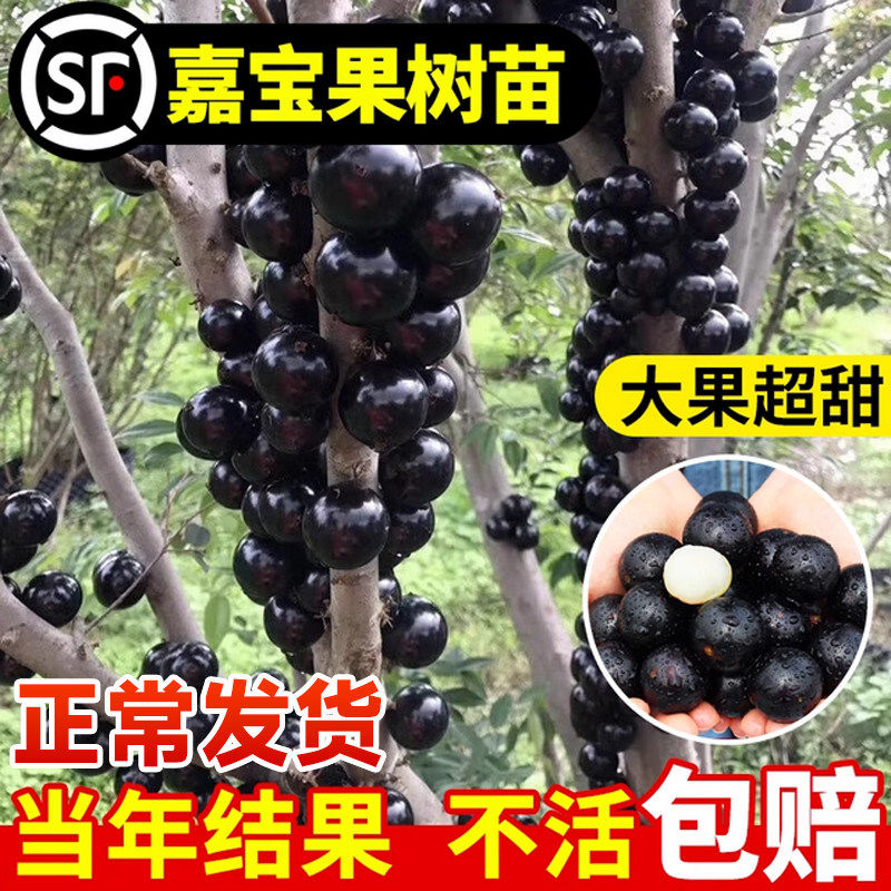 四季嘉宝果树果苗沙巴艾斯卡树葡萄苗果树庭院南北方种植果蔬盆栽