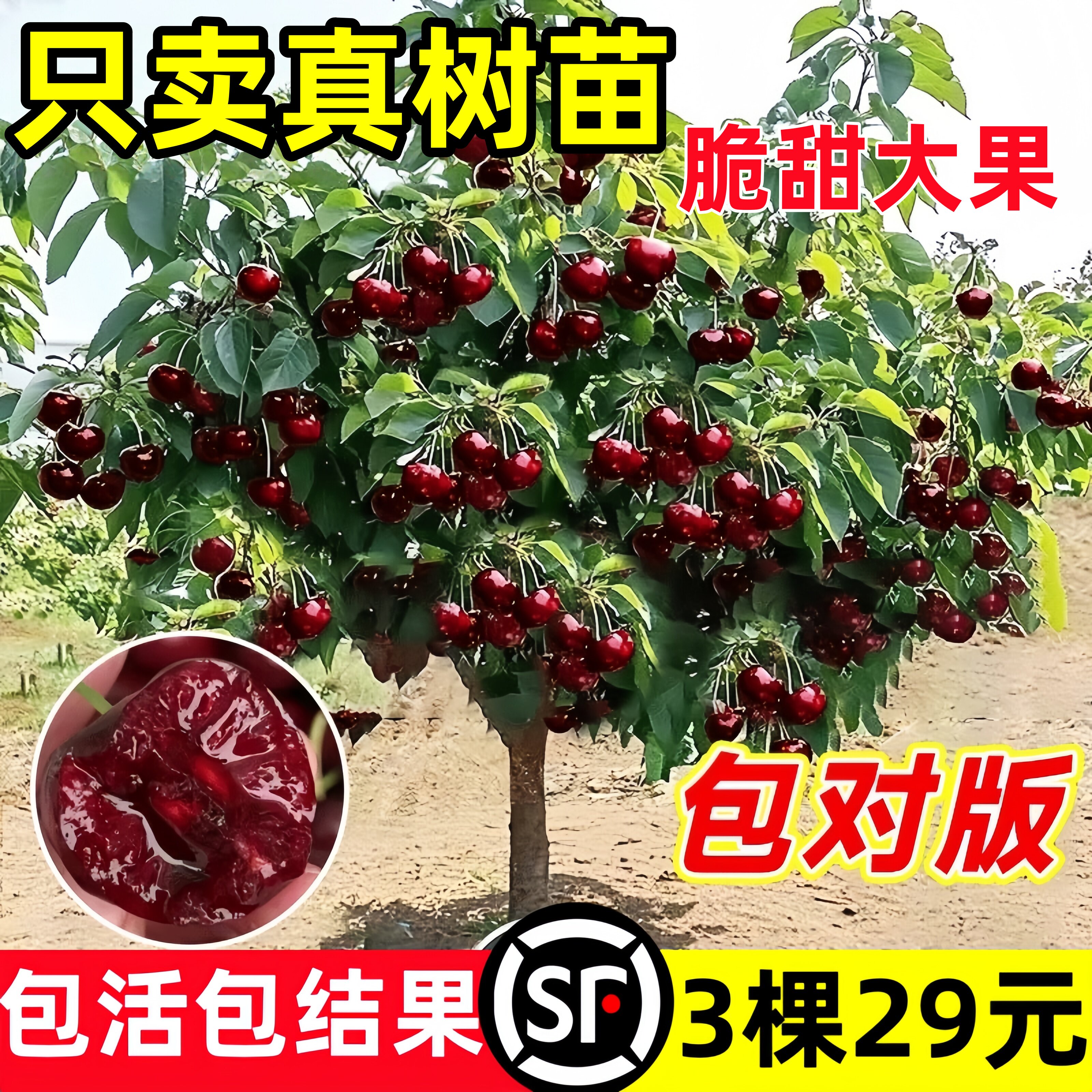 正宗车厘子树苗山东大樱桃各种果树果苗嫁接盆栽水果树南方北种植