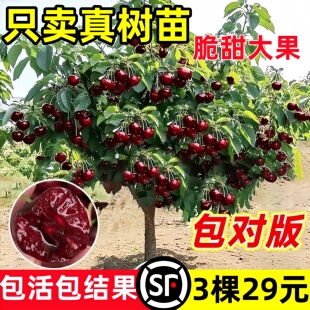 正宗车厘子树苗山东大樱桃各种果树果苗嫁接盆栽水果树南方北种植
