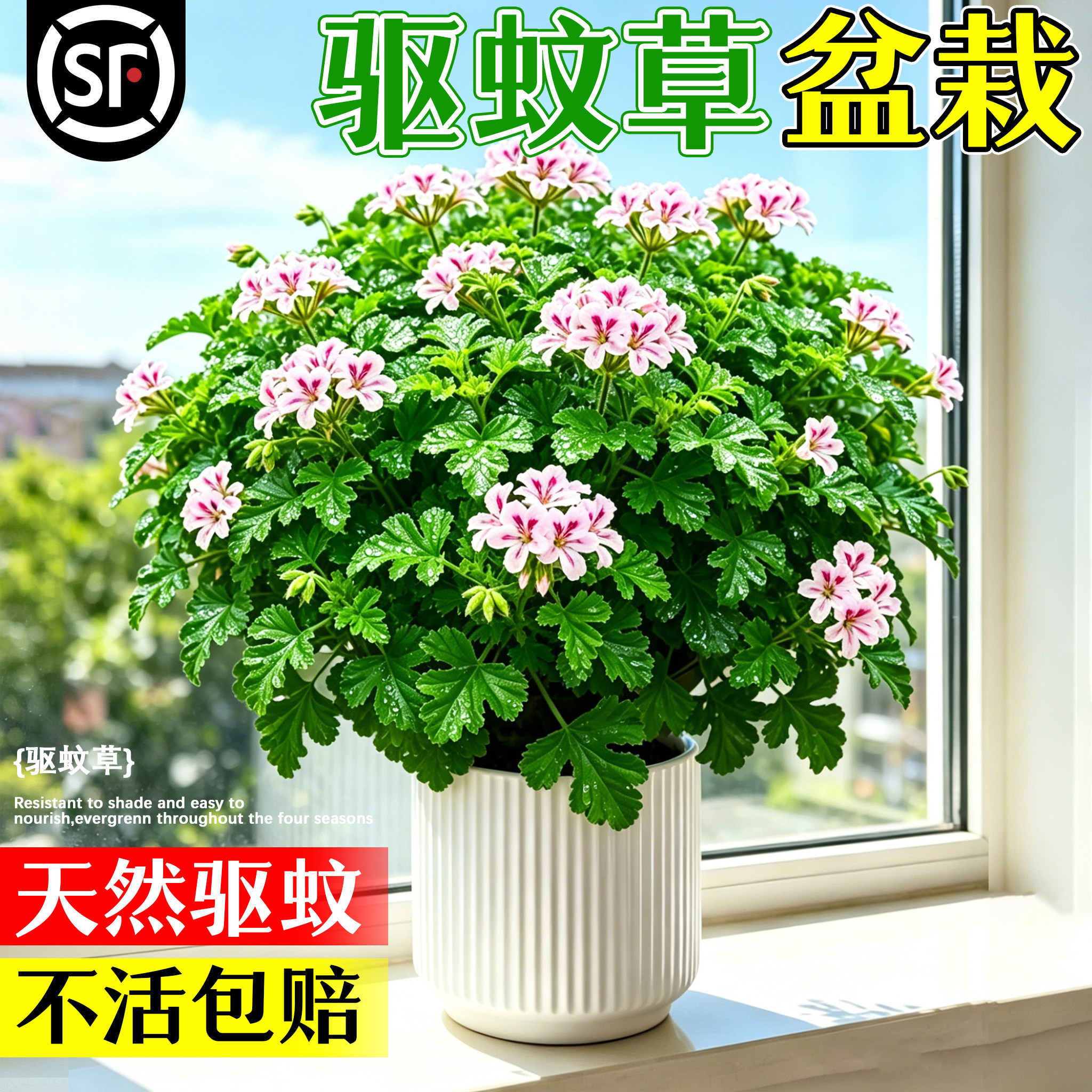 驱蚊草植物盆栽室外室内客厅绿植防蚊植物迷迭香香叶天竺葵开花卉