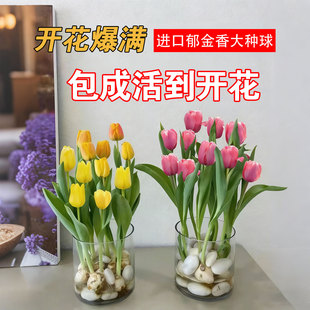 郁金香种球水培花卉植物室内花种子盆栽花苗土培水养好活
