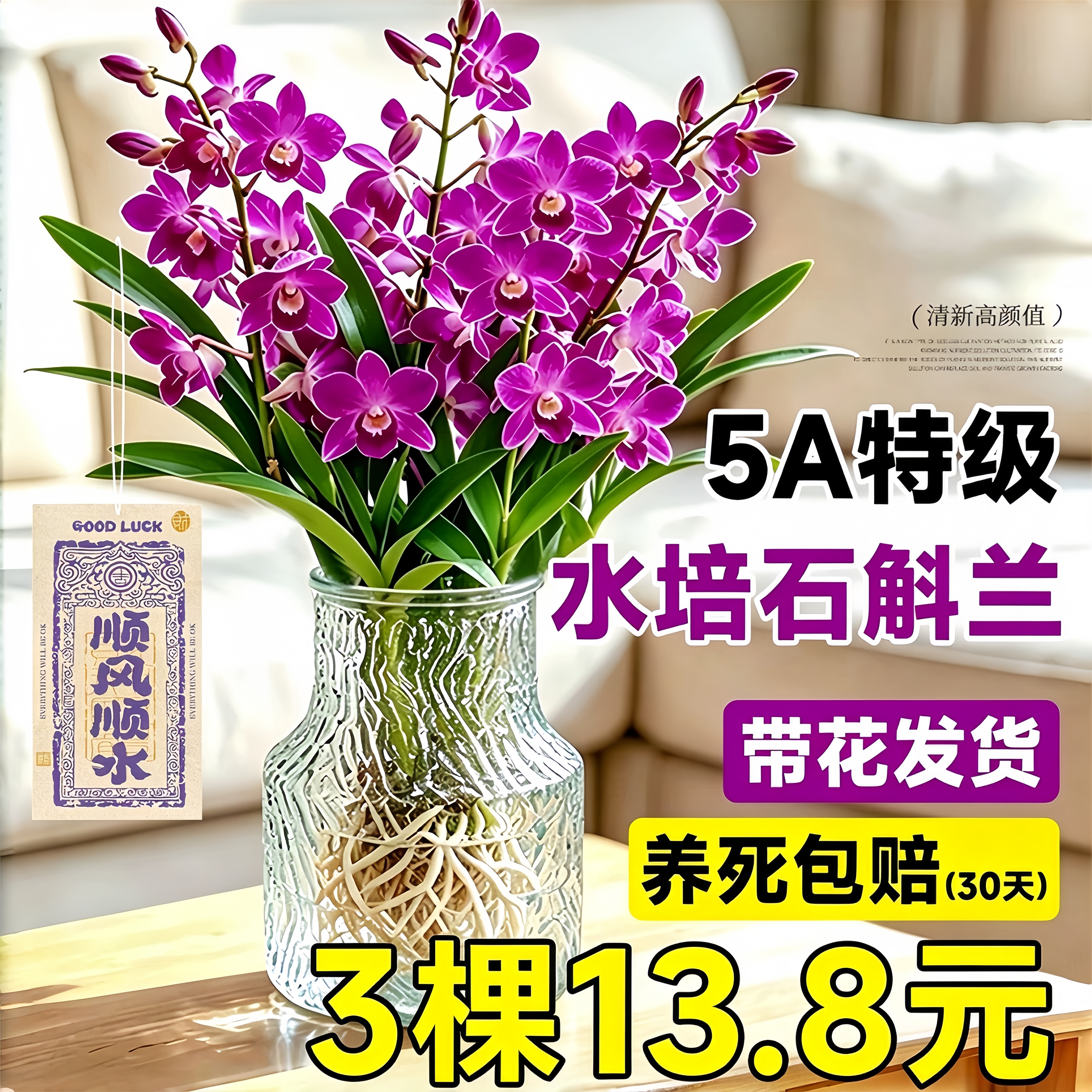 七彩香水石斛兰室内水培植物四季好养易活保证对版浓香型兰花苗