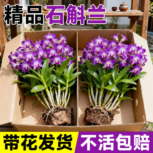 【满屋飘香】七彩石斛兰