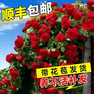 蔷薇花苗藤本月季特大花树庭院爬藤植物花卉盆栽阳台玫瑰四季花卉