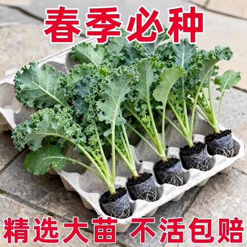 羽衣甘蓝苗新鲜盆栽大苗可食用