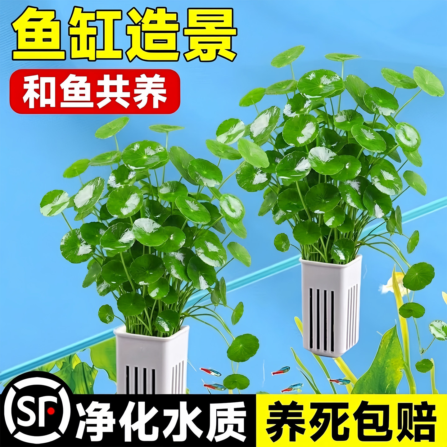 鱼缸专用铜钱草水培植物和鱼共养净化水质水草乌龟缸造景绿植造景