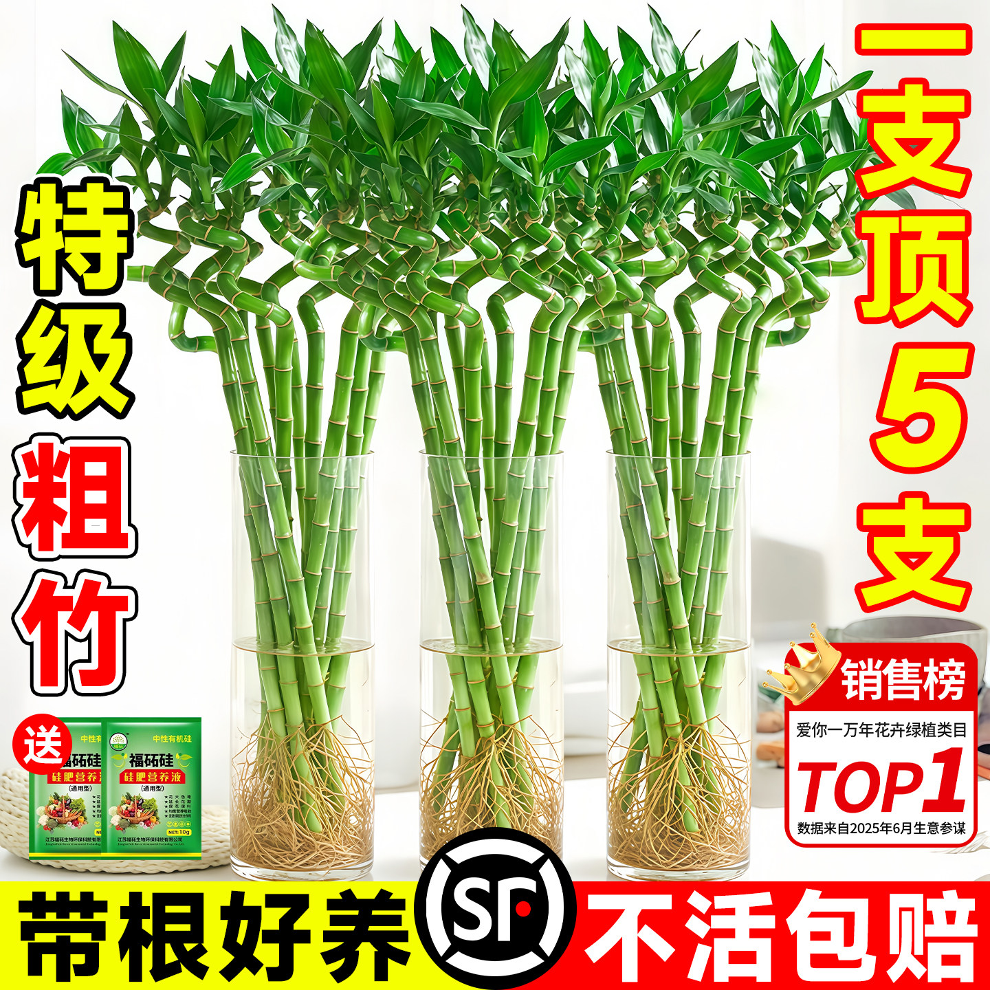 带根转运竹富贵竹粗枝水培植物客厅旺宅竹子龙竹室内桌面水养招财