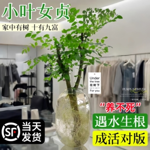 小叶女贞水培老桩造型树毛叶丁香室内花卉绿植物四季常青鲜切枝条
