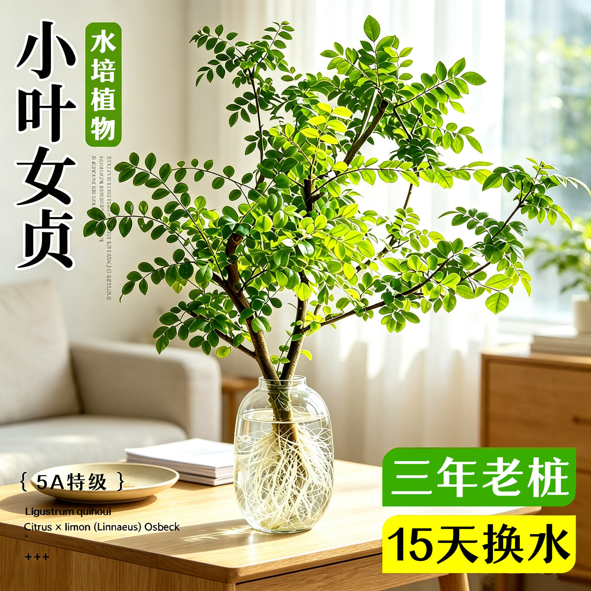 【室内小森林】小叶女贞水培植物
