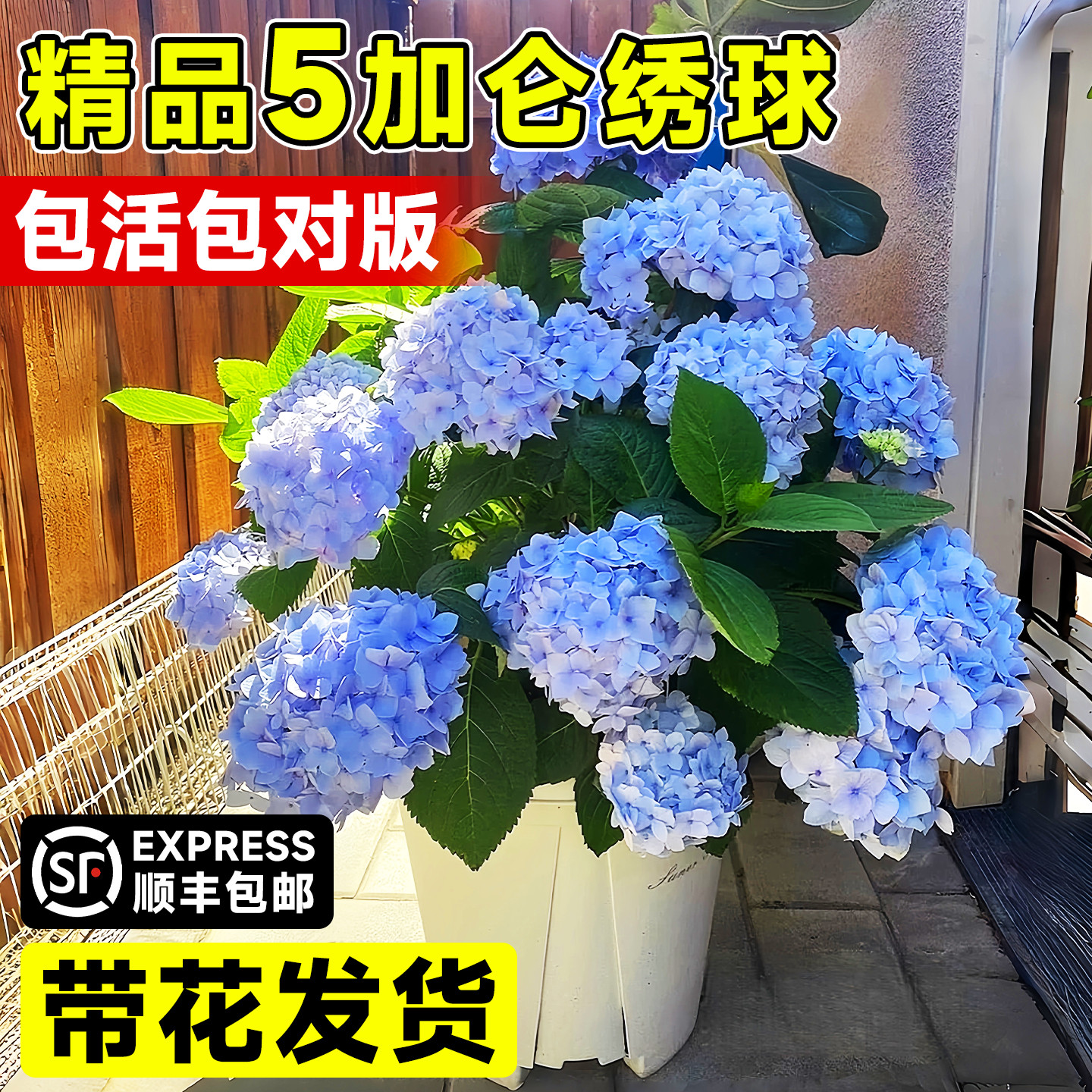 5加仑特大号绣球花苗阳台盆栽