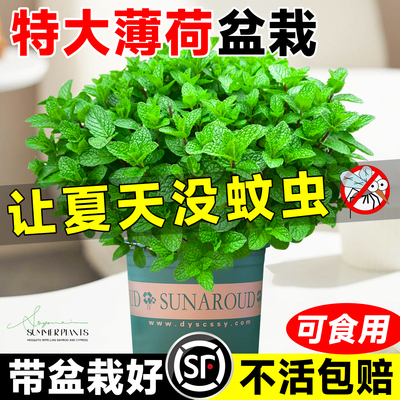 【特大薄荷】驱蚊盆栽可食用好养