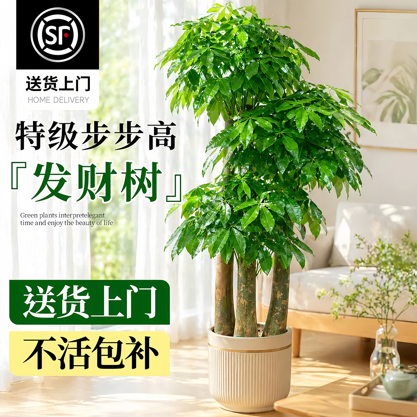 三杆原生步步高发财树客厅大型绿植乔迁新居办公室开业送礼招财树