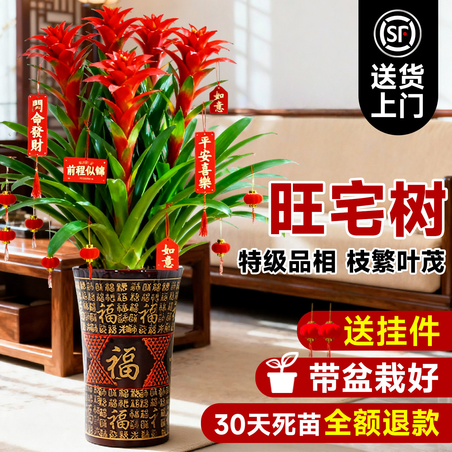 鸿运当头带花盆栽客厅办公室内四季常青大型绿植物富贵花卉金钱树,鲜花速递/花卉仿真/绿植园艺,大型绿植/成品组合盆栽,淘宝优惠券,粉丝福利购,淘宝优惠卷