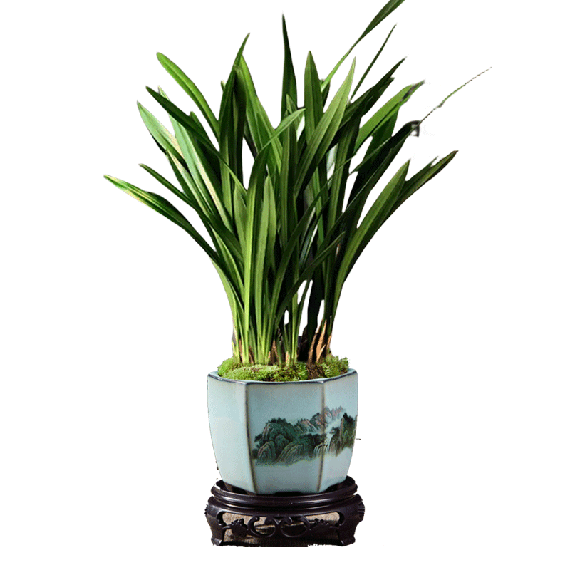 浓香兰花盆栽墨企黑报岁宽叶