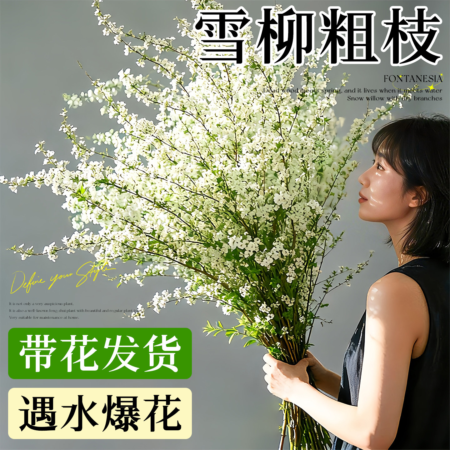 【到家就开】精品雪柳鲜枝带花苞