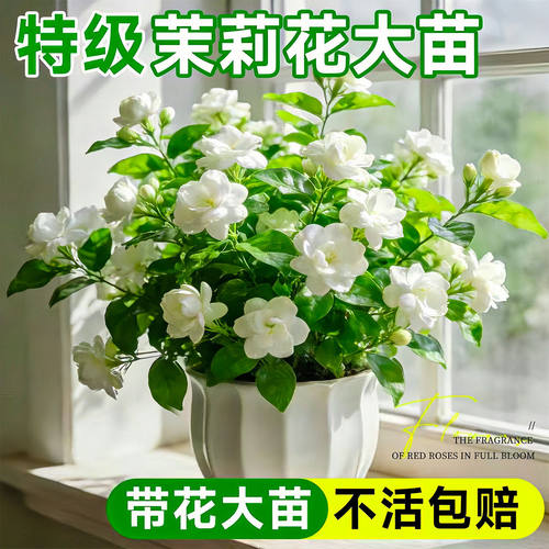 茉莉花盆栽老桩鲜花四季树苗开花客厅室内花卉绿植物好养易活花苗
