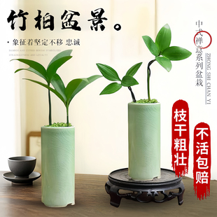 竹柏盆景迷你小盆栽驱蚊水培植物花卉办公室内桌面禅意绿植微景观