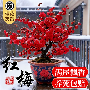 原生红梅花盆栽树苗老桩盆景阳台庭院绿植物浓香花卉耐寒四季腊梅