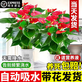 水培红掌白掌盆栽一帆风顺四季花卉室内好养绿植鸿运当头开花植物