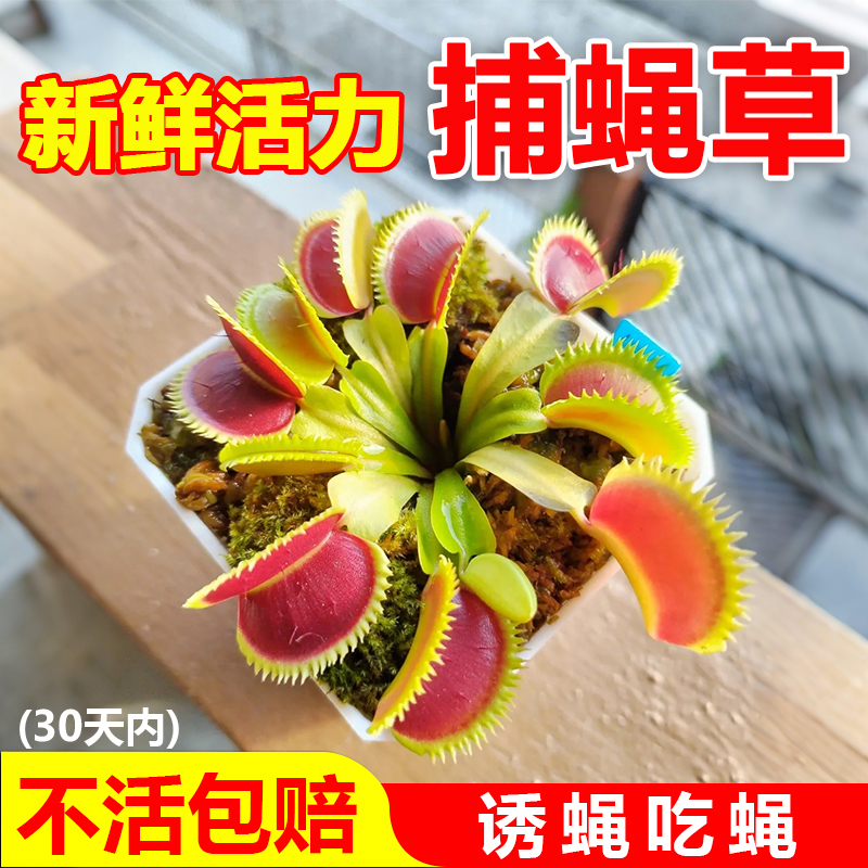绿色吃虫植物蚊子苍蝇被它吃完了